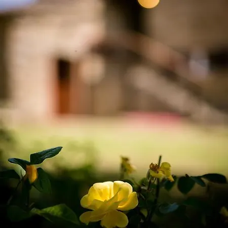 Borgo Al Teto La Vite Castiglion Fiorentino