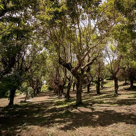 Borgo Al Teto La Vite Διαμέρισμα Καστιλλιόν Φιορεντίνο