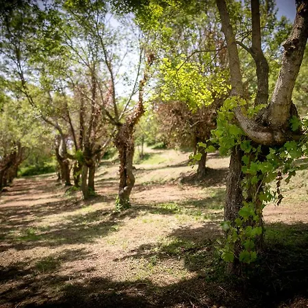 Borgo Al Teto La Vite * Καστιλλιόν Φιορεντίνο
